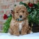 Cavapoo Puppies for sale in Plano, TX, USA. price: NA