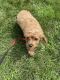 Cavapoo Puppies for sale in Westbury, NY, USA. price: $3,800