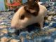 Cavy Rodents for sale in Oak Park, MI 48237, USA. price: NA