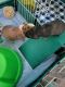 Cavy Rodents for sale in Fayetteville, NC, USA. price: NA