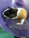 Cavy Rodents for sale in Ypsilanti, MI, USA. price: NA