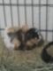 Cavy Rodents for sale in San Angelo, TX, USA. price: NA