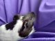 Cavy Rodents for sale in Wolcottville, IN, USA. price: NA