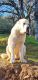 Central Asian Shepherd Puppies for sale in El Dorado County, CA, USA. price: NA