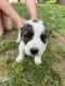 Central Asian Shepherd Puppies for sale in Ozark, MO, USA. price: NA