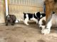 Central Asian Shepherd Puppies for sale in Los Angeles, CA, USA. price: $500