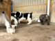 Central Asian Shepherd Puppies for sale in Indianapolis, IN, USA. price: NA