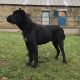 Central Asian Shepherd Puppies for sale in Washington, DC, USA. price: NA