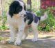 Central Asian Shepherd Puppies for sale in Houston, TX, USA. price: NA