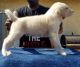 Central Asian Shepherd Puppies for sale in Los Angeles, CA, USA. price: $1,000