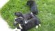 Central Asian Shepherd Puppies for sale in Placerville, CA 95667, USA. price: $232