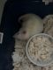 Ceram Rat Rodents for sale in Little Egg Harbor Township, New Jersey. price: $30