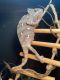 Chameleon Reptiles for sale in 212 Landmark Rd, Willow Spring, NC 27592, USA. price: $100