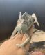Chameleon Reptiles for sale in Homestead, FL, USA. price: NA