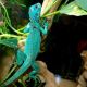 Chameleon Reptiles for sale in New York, NY, USA. price: NA