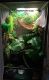 Chameleon Reptiles for sale in Temple, TX, USA. price: $200