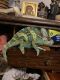 Chameleon Reptiles for sale in Jacksonville, FL, USA. price: NA