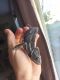 Chameleon Reptiles for sale in NEW PRT RCHY, FL 34654, USA. price: NA