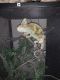 Chameleon Reptiles for sale in Creston, OH 44217, USA. price: NA