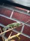 Chameleon Reptiles for sale in Boise, ID, USA. price: $75