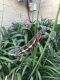 Chameleon Reptiles for sale in West Covina, CA, USA. price: NA