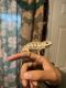 Chameleon Reptiles for sale in Riverside, CA, USA. price: $200