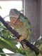 Chameleon Reptiles for sale in Wichita, KS 67219, USA. price: NA