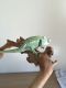 Chameleon Reptiles for sale in Des Moines, IA, USA. price: $200