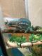 Chameleon Reptiles for sale in Clinton, WA, USA. price: NA