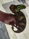 Chameleon Reptiles for sale in LaBelle, FL 33935, USA. price: NA