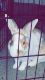 Champagne d'Argente rabbit Rabbits for sale in Nashville, Tennessee. price: $400