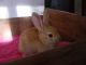 Champagne d'Argente rabbit Rabbits for sale in Salem, OR, USA. price: NA