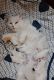 Chantilly/Tiffany Cats