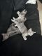 Chartreux Cats for sale in Bakersfield, CA, USA. price: $100