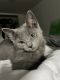 Chartreux Cats for sale in Bayonne, NJ, USA. price: $990