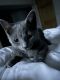 Chartreux Cats for sale in Bayonne, NJ, USA. price: $750