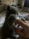 Chartreux Cats for sale in Aurora, CO, USA. price: $200