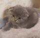 Chartreux Cats for sale in Cherry Hill, NJ 08002, USA. price: $1,000