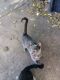 Chartreux Cats for sale in Oklahoma City, OK, USA. price: $350