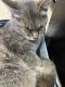 Chartreux Cats for sale in Wauwatosa, WI, USA. price: NA
