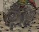 Chartreux Cats