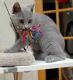 Chartreux Cats for sale in San Bernardino, CA, USA. price: NA