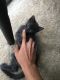 Chartreux Cats for sale in Upland, CA, USA. price: $50
