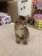 Chausie Cats for sale in Orange Park, FL 32073, USA. price: NA