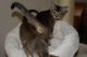 Chausie Cats for sale in Houston, TX, USA. price: NA
