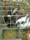 Checkered Giant Rabbits for sale in Eatonton, GA 31024, USA. price: NA