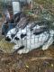 Checkered Giant Rabbits