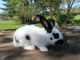Checkered Giant Rabbits for sale in Roseville, OH 43777, USA. price: $75