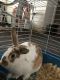 Checkered Giant Rabbits for sale in Cleveland, OH, USA. price: $100