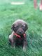 Chesapeake Bay Retriever Puppies for sale in West Haven, UT, USA. price: $1,500
